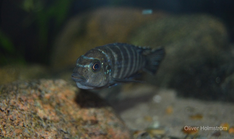 Maylandia sp. 'elongatus goldbar' Same Bay